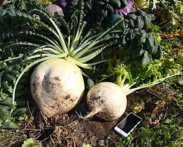 Sakurajima Daikon Radish Seeds (桜島大根) - Northwest Meadowscapes