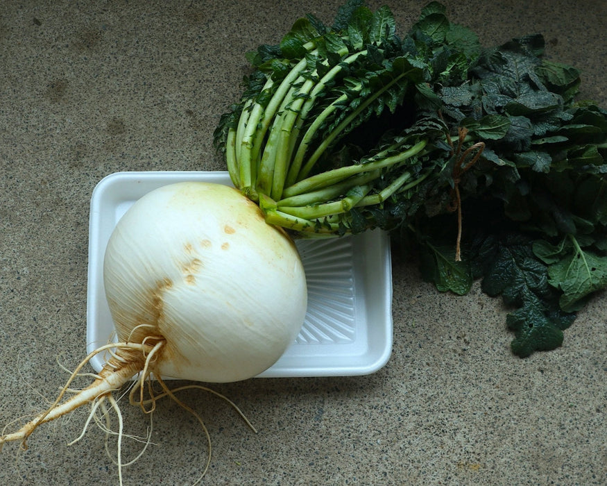 大根 (Daikon)