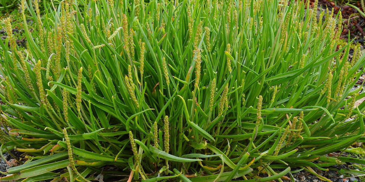 Seaside Plantain Seeds (Plantago maritima) — Northwest Meadowscapes