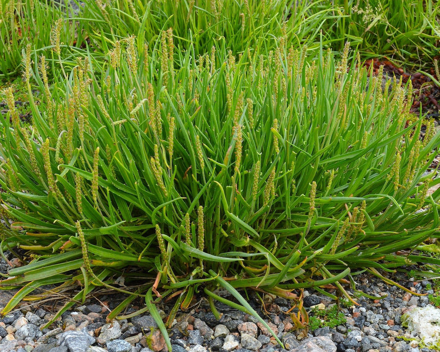 Seaside Plantain Seeds (Plantago maritima) - Northwest Meadowscapes