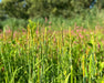 Short Awn Foxtail Seeds (Alopecurus aequalis) - Northwest Meadowscapes