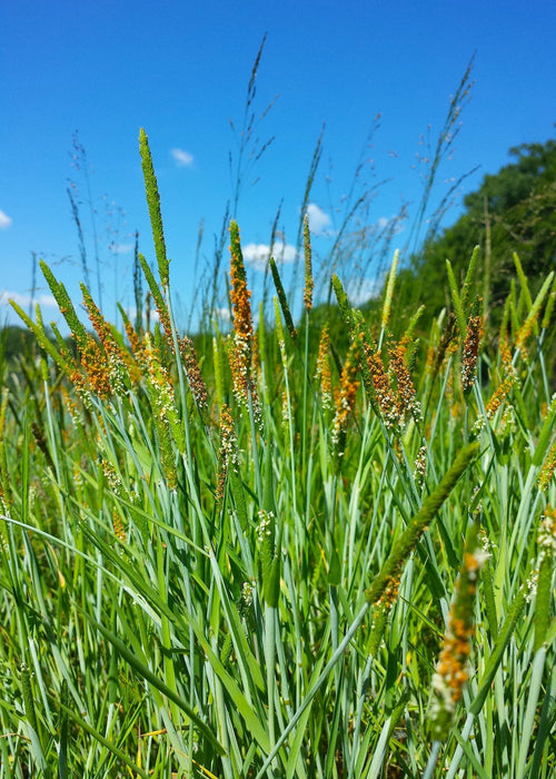 Short Awn Foxtail Seeds (Alopecurus aequalis) - Northwest Meadowscapes
