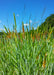 Short Awn Foxtail Seeds (Alopecurus aequalis) - Northwest Meadowscapes