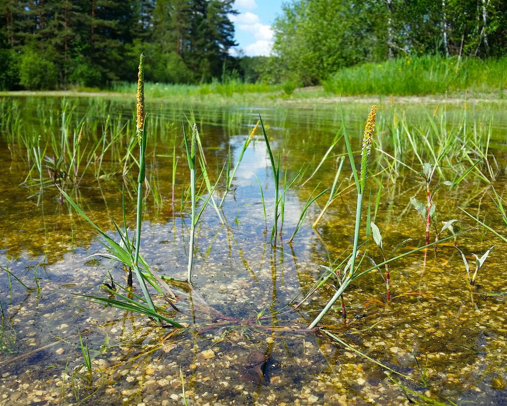 Short Awn Foxtail Seeds (Alopecurus aequalis) — Northwest Meadowscapes