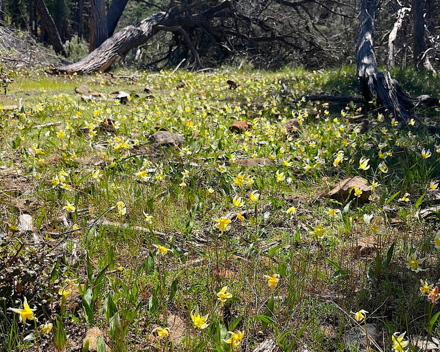 Sierra Fawn Lily Seeds (Erythronium multiscapideum) - Northwest Meadowscapes