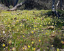 Sierra Fawn Lily Seeds (Erythronium multiscapideum) - Northwest Meadowscapes