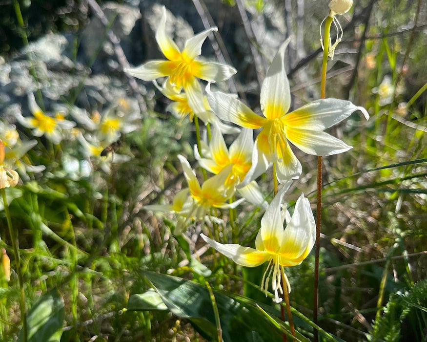 Sierra Fawn Lily Seeds (Erythronium multiscapideum) - Northwest Meadowscapes
