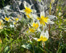 Sierra Fawn Lily Seeds (Erythronium multiscapideum) - Northwest Meadowscapes