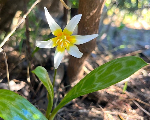 Sierra Fawn Lily Seeds (Erythronium multiscapideum) - Northwest Meadowscapes