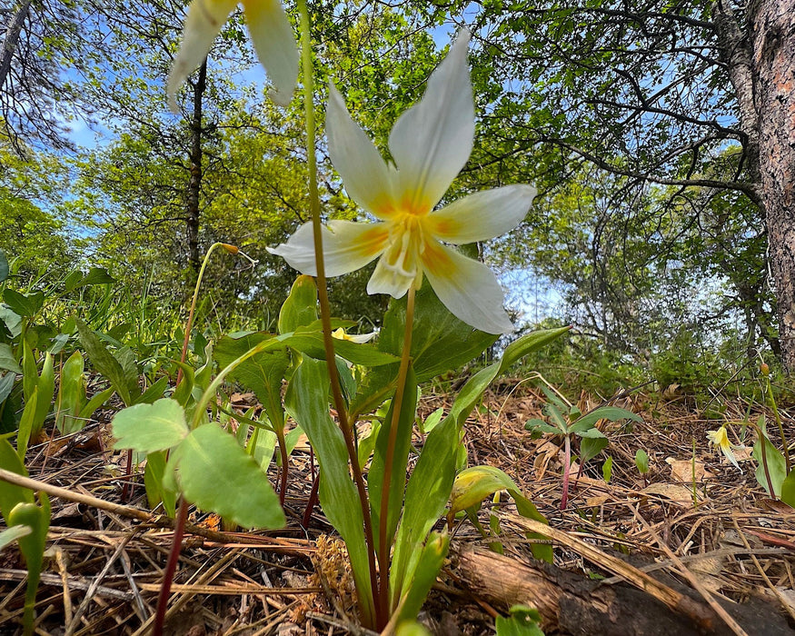 Sierra Fawn Lily Seeds (Erythronium multiscapideum) - Northwest Meadowscapes