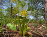 Sierra Fawn Lily Seeds (Erythronium multiscapideum) - Northwest Meadowscapes