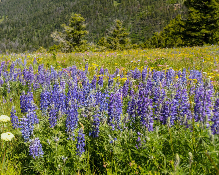 Silky Lupine Seeds (Lupinus sericeus) - Northwest Meadowscapes