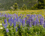 Silky Lupine Seeds (Lupinus sericeus) - Northwest Meadowscapes