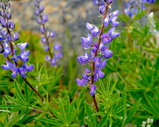 Silky Lupine Seeds (Lupinus sericeus) - Northwest Meadowscapes