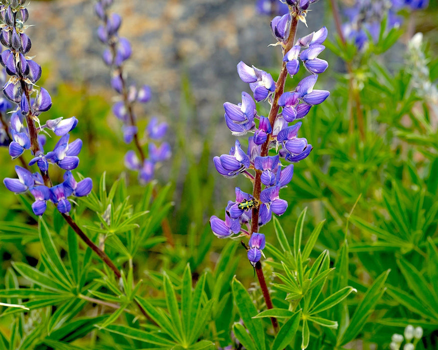 Silky Lupine Seeds (Lupinus sericeus) - Northwest Meadowscapes