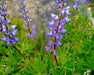Silky Lupine Seeds (Lupinus sericeus) - Northwest Meadowscapes