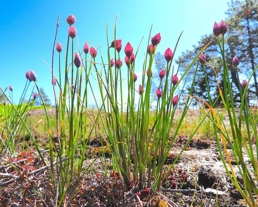 Skagit Bay Chives Seed (Allium schoenoprasum) - Northwest Meadowscapes