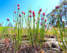 Skagit Bay Chives Seed (Allium schoenoprasum) - Northwest Meadowscapes