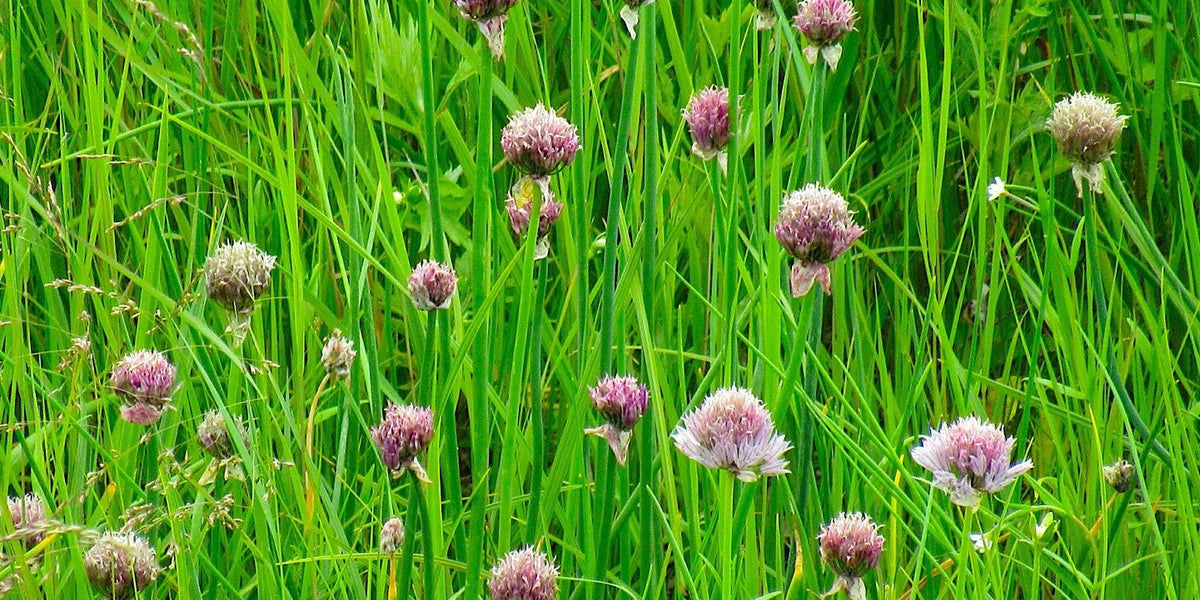 Skagit Bay Chives Seed (Allium schoenoprasum) — Northwest Meadowscapes