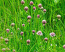 Skagit Bay Chives Seed (Allium schoenoprasum) - Northwest Meadowscapes