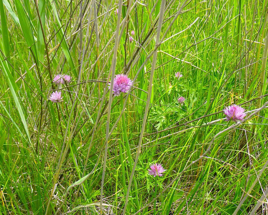 Skagit Bay Chives Seed (Allium schoenoprasum) - Northwest Meadowscapes