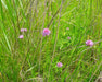 Skagit Bay Chives Seed (Allium schoenoprasum) - Northwest Meadowscapes