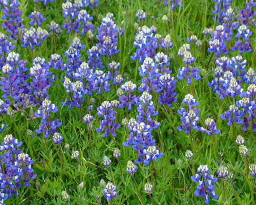 Sky Lupine Seeds (Lupinus nanus) - Northwest Meadowscapes
