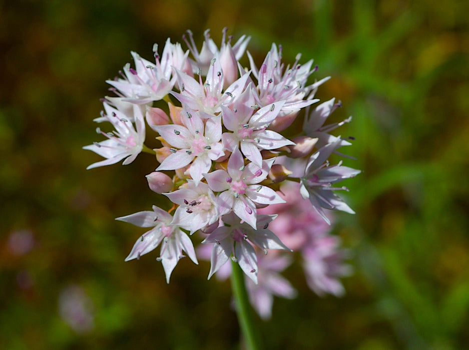 Slimleaf Onion Bulbs (Allium amplectens) - Pre - Order Now for Fall 2024 - Northwest Meadowscapes