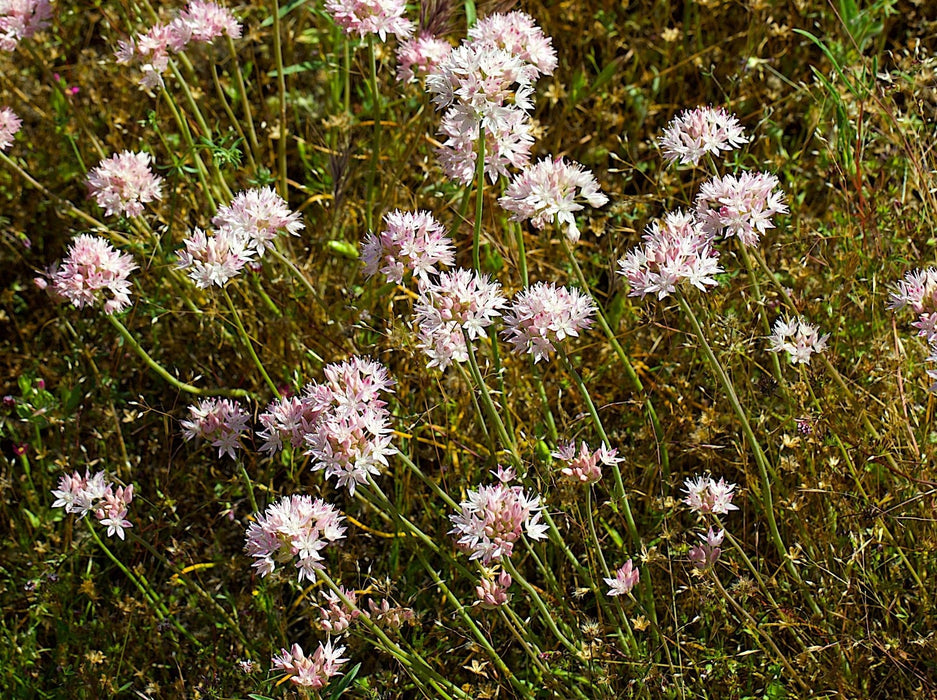 flower seeds allium Slimleaf Onion Seeds (Allium amplectens) — Northwest Meadowscapes