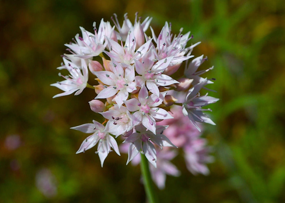 Slimleaf Onion Seeds (Allium amplectens) - Northwest Meadowscapes