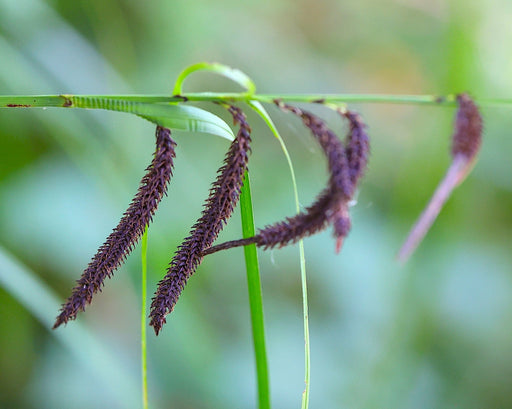 Slough Sedge Seeds (Carex obnupta) - Northwest Meadowscapes