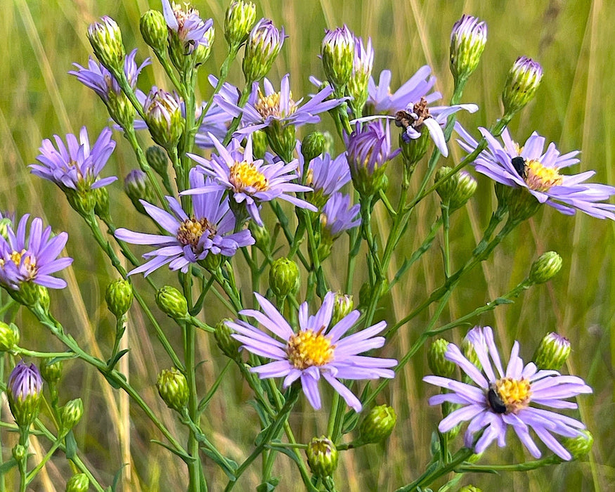 Smooth Blue Aster Seeds (Symphyotrichum laeve) - Northwest Meadowscapes