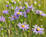 Smooth Blue Aster Seeds (Symphyotrichum laeve) - Northwest Meadowscapes