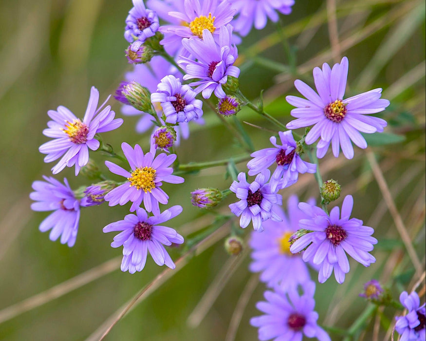 Smooth Blue Aster Seeds (Symphyotrichum laeve) - Northwest Meadowscapes