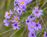 Smooth Blue Aster Seeds (Symphyotrichum laeve) - Northwest Meadowscapes