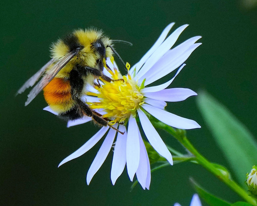 Smooth Blue Aster Seeds (Symphyotrichum laeve) - Northwest Meadowscapes