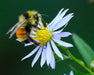 Smooth Blue Aster Seeds (Symphyotrichum laeve) - Northwest Meadowscapes