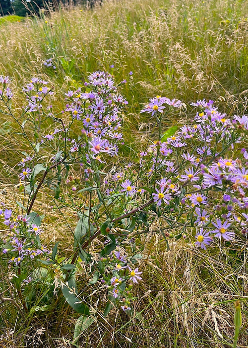 Smooth Blue Aster Seeds (Symphyotrichum laeve) - Northwest Meadowscapes