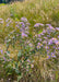 Smooth Blue Aster Seeds (Symphyotrichum laeve) - Northwest Meadowscapes