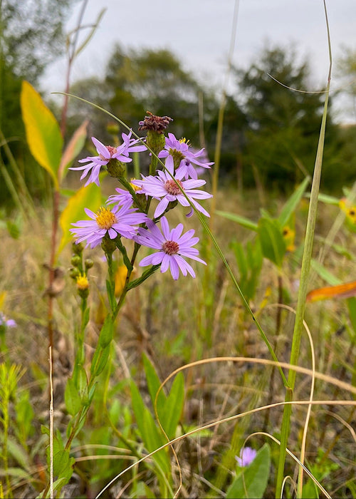 Smooth Blue Aster Seeds (Symphyotrichum laeve) - Northwest Meadowscapes