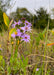 Smooth Blue Aster Seeds (Symphyotrichum laeve) - Northwest Meadowscapes