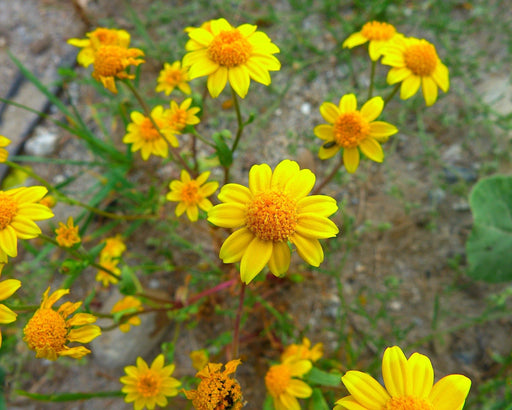 Smooth Goldfields Seeds (Lasthenia glabrata) - Northwest Meadowscapes