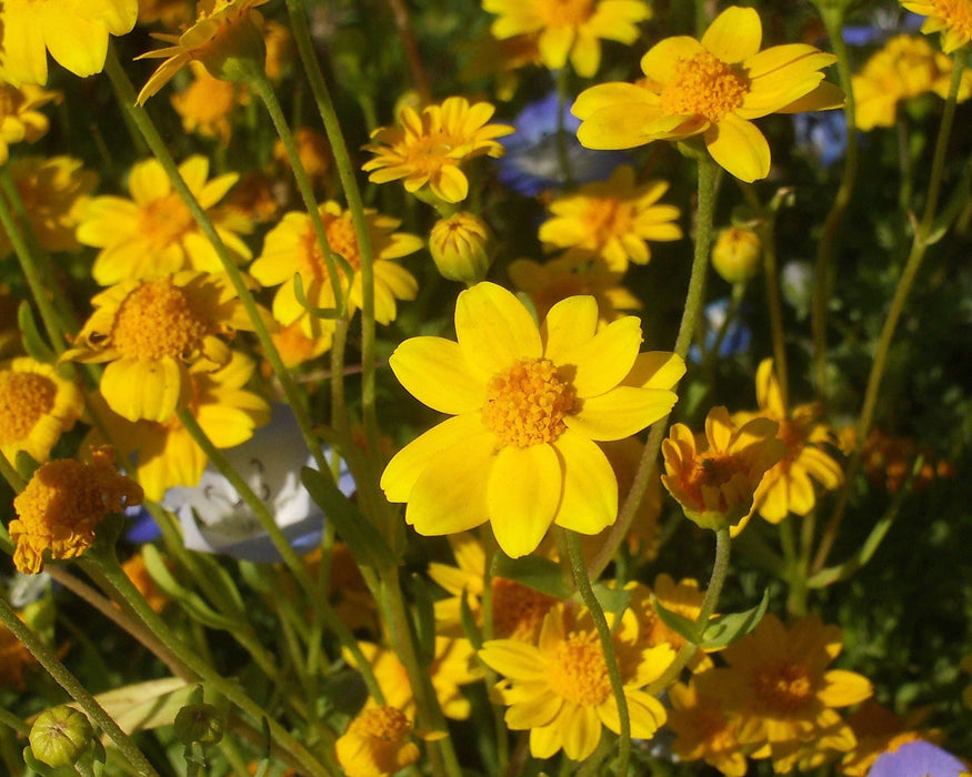 Smooth Goldfields Seeds (Lasthenia glabrata) - Northwest Meadowscapes