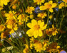 Smooth Goldfields Seeds (Lasthenia glabrata) - Northwest Meadowscapes
