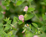 Spanish Clover Seeds (Acmispon americanus) - Northwest Meadowscapes