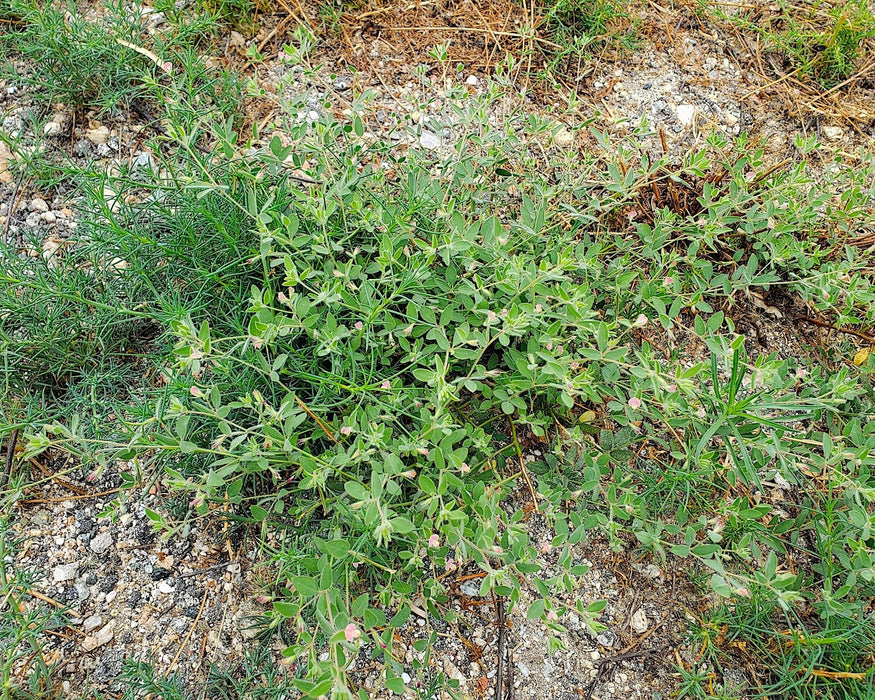 Spanish Clover Seeds (Acmispon americanus) - Northwest Meadowscapes