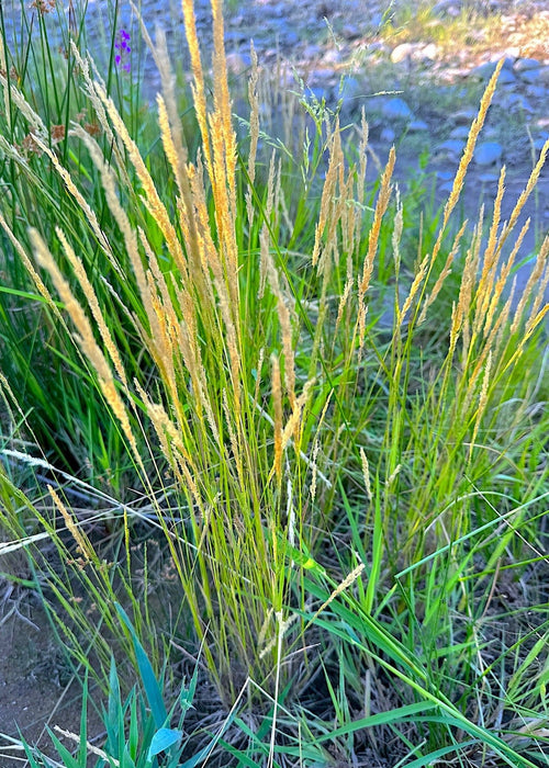 menards wild flower seeds Spike Bentgrass Seeds (Agrostis exarata) — Northwest Meadowscapes