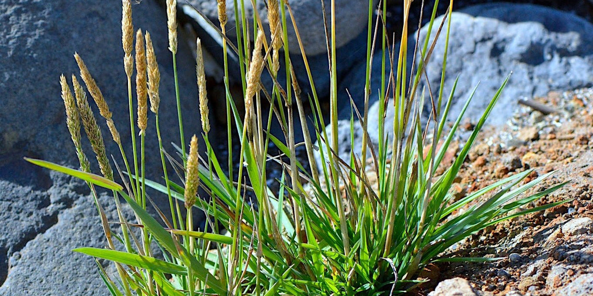 Spike Bentgrass Seeds (Agrostis exarata) — Northwest Meadowscapes