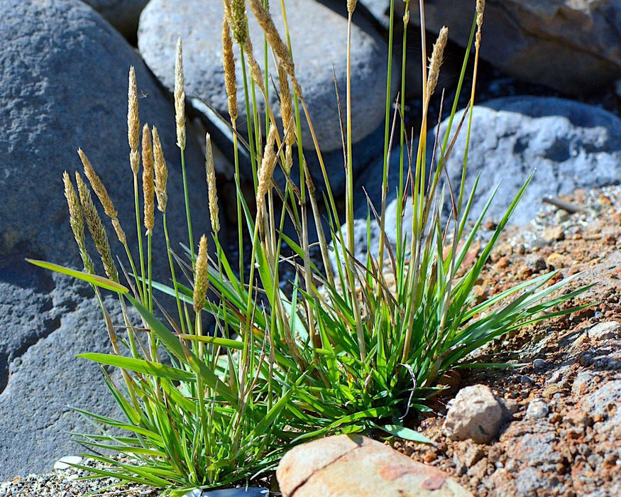 spike plant seeds Spike Bentgrass Seeds (Agrostis exarata)