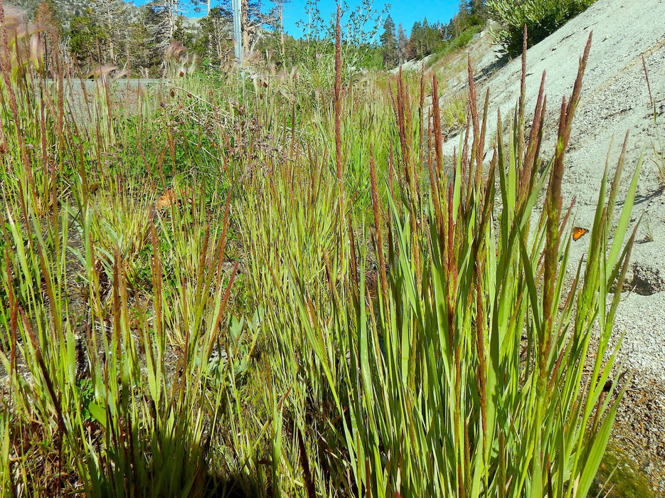 Spike Bentgrass Seeds (Agrostis exarata) - Northwest Meadowscapes